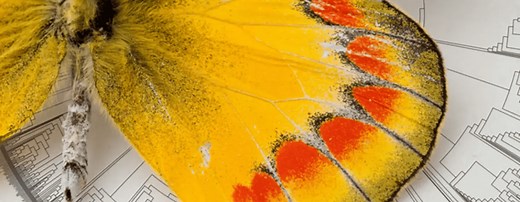 Where do butterflies come from? Scientists discover origin of species