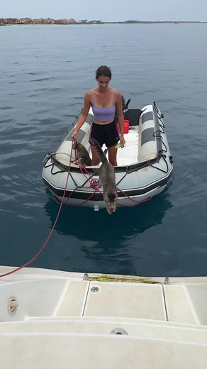 cats on a catamaran on TikTok