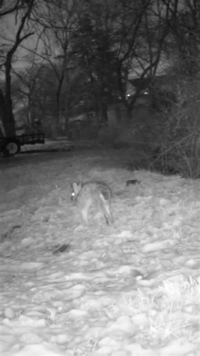 Stretching Bunny #wildlife #cute