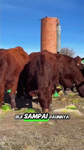 Pakan Hijau Ini Bukan Rumput 😱 Cara Peternak AS Bikin Sapi Tumbuh Lebih Cepat