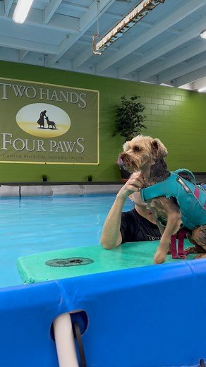 🐾 Welcoming the New Year with a splash! 🎉 Furgus dove into therapy at Two Hands Four Paws before gearing up for a healthier, happier 2024!💦🐶 Here’s to a year of wagging tails, wet fur, and successful animal rehab. 🥳🌟 #NewYearNewPaws #HydroTherapyChampion #TwoHandsFourPaws #FurgusAdventures | Two Hands Four Paws