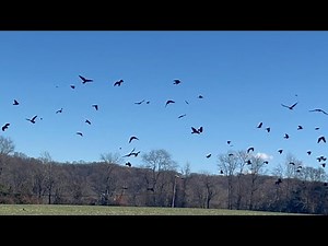 Flock of Ravens (Birds) After the Harvest