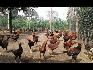 HOW TO RAISE VILLAGE CHICKENS ON A HOME-SCALE