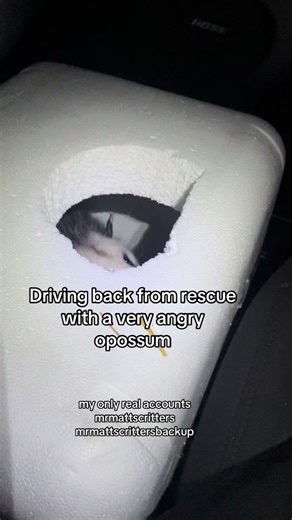 Please do not engage wildlife! I’m a rescuer/rehabber/tracker and poacher hunter. Opossums are relatively harmless and a very important part of the ecosystem. They are very beneficial to have around and do not carry rabies. Join one of my nightly livestreams and learn all about them. #wildliferescue #opossumsoftiktok #mrmattscritters