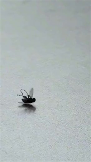 A Mosca Que Dançará no Breakdancing das Olimpíadas 2028