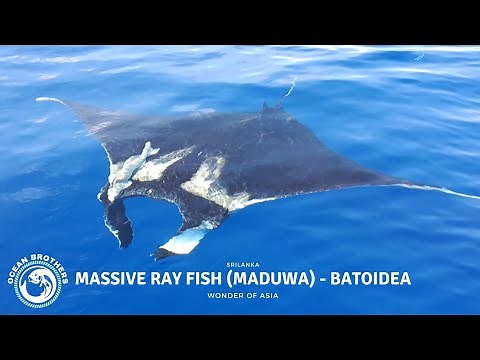 Massive Ray Fish (Maduwa) | Batoidea | Very Rare Fish | Ocean Brothers | SriLanka 🌊 🐟
