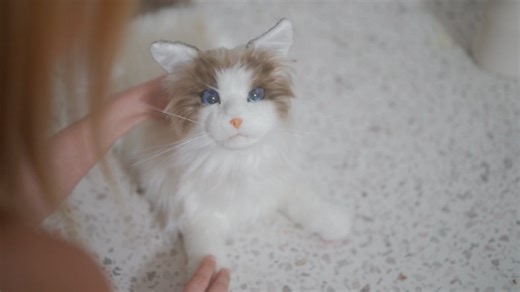 Watch Life-Like Robot Cat on Amazon Live