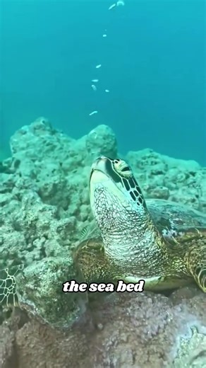 Have you ever seen a turtle blowing bubbles when sleeping#us #knowledge #sleep | SB Mowing Videos