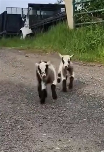 Happy Little Lamb: Cute Baby Lamb Video