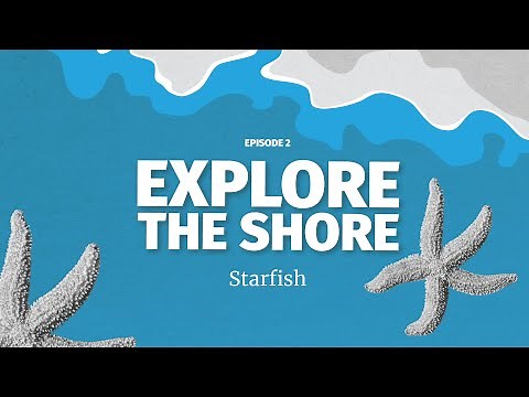 Starfish - the most bizarre and amazing regenerative animals