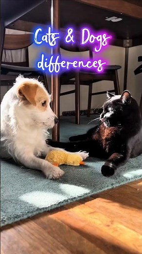 Cats vs Dogs