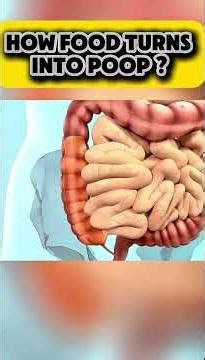 Wie wird Essen zu 💩? Der erstaunliche Weg durch deinen Körper
