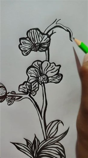 Let's draw an Orchid flower 🥀#drawing #sketch #flower #orchid