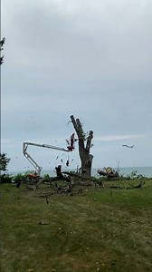 Dead Ash Branch Comes Down Fast! Big Cut from the Bucket #TreeRemoval #AshTree #Chainsaw #TreeWork