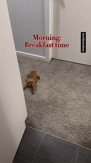 Morning: Breakfast time #dog #doglover #pets #chihuahua #chihuahualove | miltonnkez