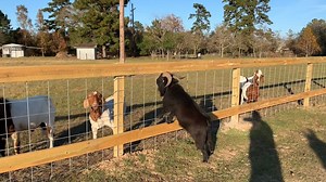 It's been a few days now since our favorite son Ringo has been accused of some pretty horrific acts.... 1) breaking out of his pasture 2) making his way into my dads pasture 3) destroying new fence We are convinced there is some tainted evidence here and this weekend we go into slueth mode to figure out exactly what happened and hopefully find the true culprit. | Ima Survivor Donkey and Farm Animal Sanctuary