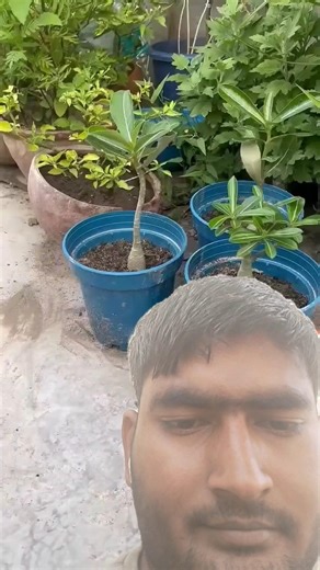 Lotus Seeds To Plants Journey | Meesho Lotus Seeds To Plants #lotusseeds #lotusseedstoplants #lotus