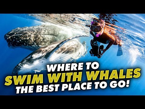 The Ultimate Guide to Whale Swimming in Vava'u, Tonga