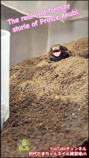 Yawn. No. 159. 『あくび159番』The real and fantasy story of Prince Akubi. #yawn #frog #rainfrog #tamachan