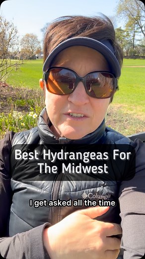 The best hydrangeas for the Midwest climate and soil are as follows: -Oakleaf Hydrangeas - Smooth Leaf Hydrangeas (native Aborescens, Annabelle, Incrediball, etc) - Panicle Type Hydrangeas -Climbing Hydrangeas can be temperamental and they want to be 40’ tall and wide and get quite heavy. I don’t recommend big leaf or mountain hydrangeas in the Midwest as they bloom on old wood and the buds don’t survive the winters and our soil is not acidic enough to give us the beautiful blue colors. I can’t 
