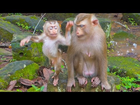 Is Lumi dancing to show his mama Linda to pay attention on him?