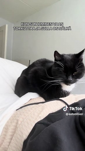 Hauskat kissavideot ja niiden merkitys