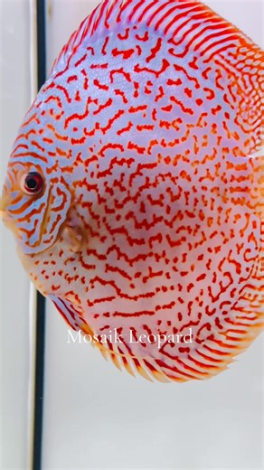 Europa Discus Center - [ ] https://europadiscuscenter.de/stockliste/?v=3a52f3c22ed6 Europa Discus Center Europa Discus Center GbR Rudolf Wagner Mittelwiese 18, 55299, Nackenheim wagner@europadiscuscenter.de | EuropaDiscusCenter