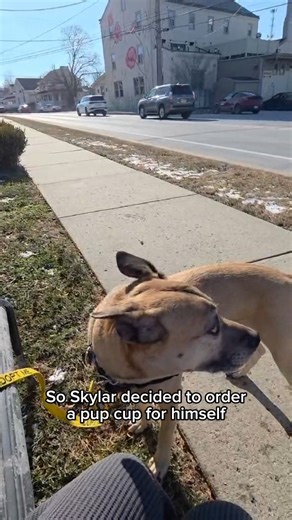 First day back at work after the holidays and still trying to figure out what it is that you do? Skylar says there's no harm in taking a break and treating yourself to an afternoon treat! More information about handsome Skylar ➡️ https://bit.ly/44SWIpH #SnackySkylar #All4PawsAdoptables #All4PawsRescue #OptToAdopt All 4 Paws Rescue | P.O. Box 122, Chester Springs PA 19425 | PA Kennel License #11772 | All 4 Paws Rescue