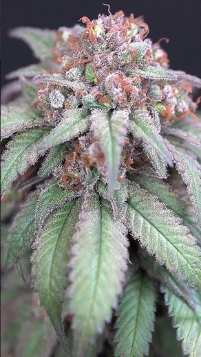 Cannabis Transformation - Before Harvest vs After Perfect Cure!