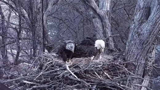 Memory Lane Moments | March of 2025 The Norths nest along a mini-Flyway: a long, steeply-sided river valley that funnels wind south for miles. It has everything an eagle could want: fish, perches, an awesome wind assist, and upland farms rich in carcasses. And bald eagles are pretty smart: it didn’t take long for them to learn that this clear, cold tributary is a great route to the southern reaches of the Mississippi River. In short: the Norths get visitors. In March of 2025, we witnessed an int