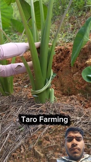 Bigger Taro Starts With This One Step #farmingtips #organicgardening