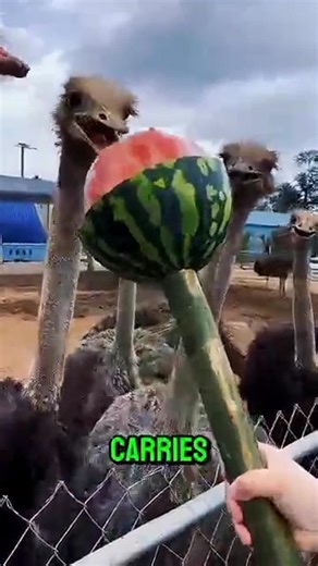 How to survive an ostrich attack | The Animal Collective