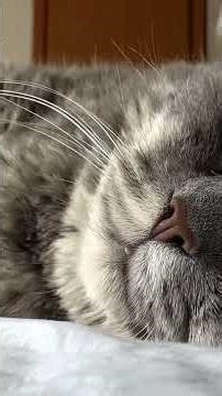 Dreamy Slumber: A Fat Cat in Peaceful Sleep