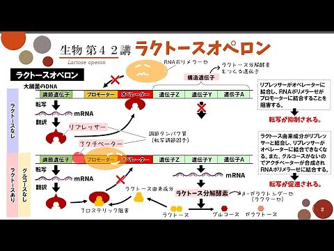 [High School Biology] Lecture 42 "Lactose Operon" Regulation of Gene Expression in Prokaryotes
