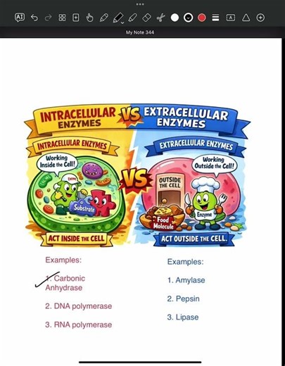 Intracellular vs extracellular enzymes - AS Level Biology