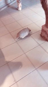 5.4K views · 77 reactions | Get Back | Mason | Facebook