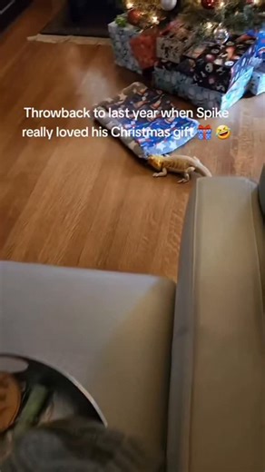 Spikedays on Instagram: "Spike loving his new bed right in front of Mr. Crabs...so shellfish 🛏🦀🤣. ... #christmaspresent #beardeddragon #funnypets #lol"