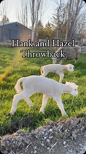 The twin bond is amazing to get to experience. It seems to get stronger over time. The sad reality is that by 3-4 months old , Hank and Hazel would have been separated forever. Hank, being a boy, would have been raised for a few months more and sent to butcher - very few rams are kept for “breeding stock”. Hazel would have been possibly kept for future breeding, although she is quite petite, which is not desirable in “meat breeds”. Thankfully their mom Holly, and grandma Hannah joined us last wi