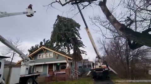 Raw video: Crews remove large tree from roof of home in Big Timber