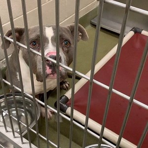 1.9K views · 39 reactions | ❥★❥ RESCUED ❥★❥ We love this boy! Moose...