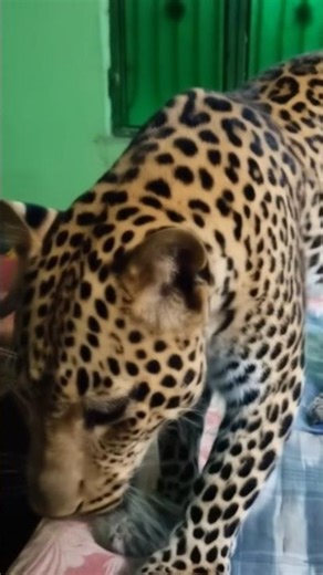 Punjabi gaan #rap #music #taigar