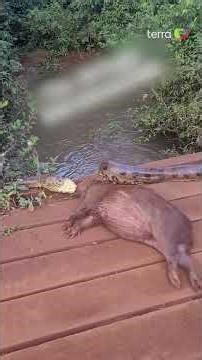 Man spots anaconda trying to devour capybara in MS: 'Is that thing a monster?' #shorts
