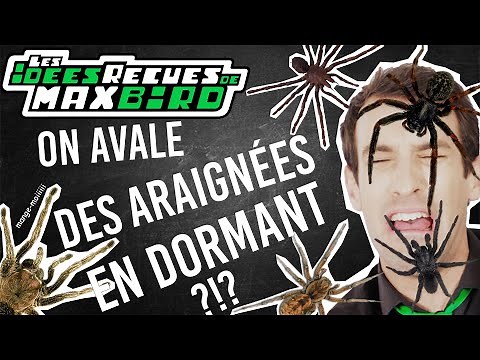 IDÉE REÇUE #44 : Les insectes et les araignées