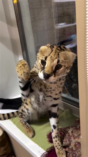 Adorable and Playful Savannah Kittens