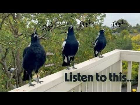 Australian Magpie Sounds: The BIGGEST Voices in the Bird World!