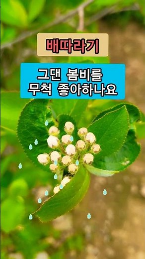 배따라기 - 그댄 봄비를 무척 좋아하나요#가요 # 7080#7080노래모음 #추억의노래 #인기가요모음
