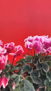 11 reactions | Beautiful butterfly style cyclamen! | Mr Plant Geek - Michael Perry | Facebook