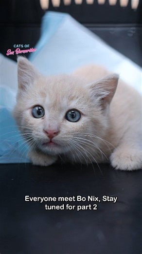 We were called about a litter of kittens born in someone’s backyard. The family has two large Boxers and has been afraid to let them outside, worried they might accidentally scare or hurt the kittens. When we arrived to rescue the babies, we quickly learned just how smart they were. They had tucked themselves into a tiny space between the wall of a shed and a cement wall, completely hidden. We had to get creative. Ivy climbed up a ladder with an expandable broomstick and gently nudged one of the
