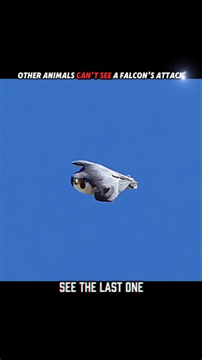 Falcon Speed vs Eagle Vision — Who Wins? #trending #animals #falcon #eagle #birds #youtubeshorts