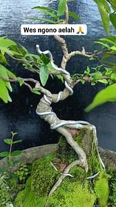 270 reactions · 114 comments | Wes ngono aelah  #wrightiaReligiosa #bonsaitree #fyp | Karimun Java | Facebook